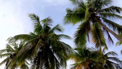 Bon anniversaire Air Caraïbes : 10 ans  !