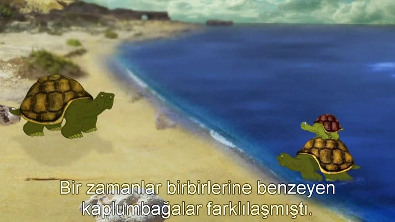 Çocuklar için Evrim  Neden kaplumbağalar birbirinden farklı