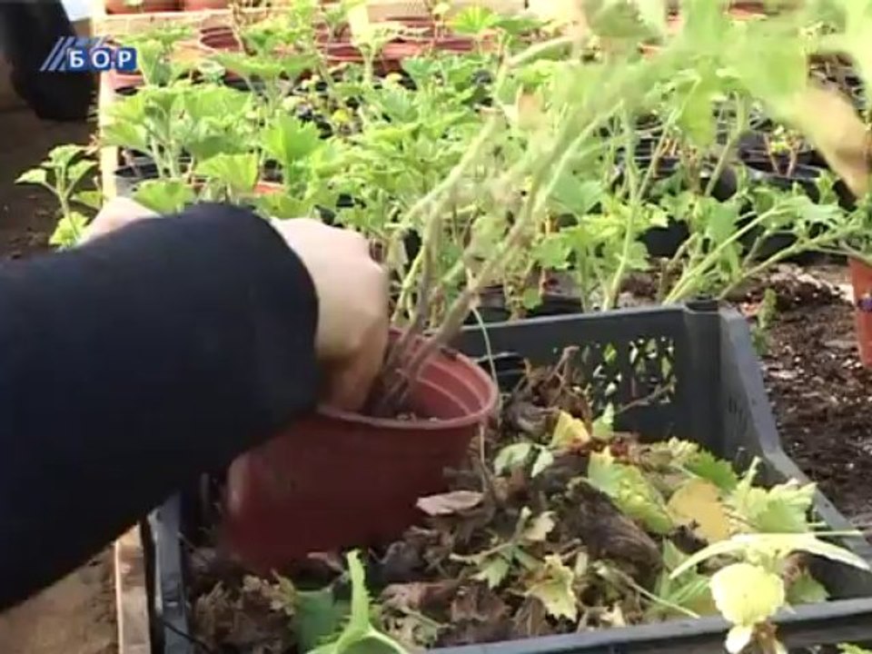 Selo moje, 08. decembar 2013.