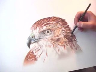 Draw Eagle _ Dessiner Un Aigle