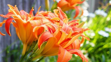 Tiger Lily Autumn Flowers (PP720)