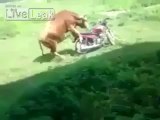 Funny Bull Riding On Bike By Hot Desi Video