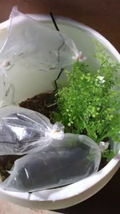 Guppy fertilizer 2