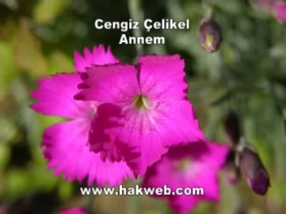 Cengiz Çelikel - Annem - http __www.hakweb.com