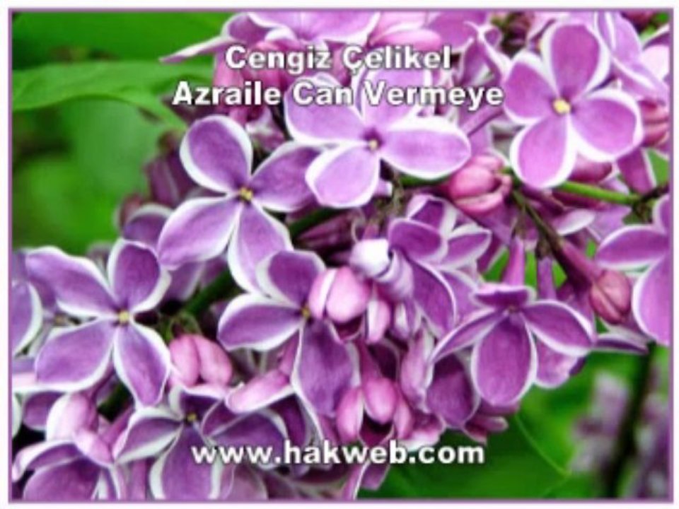 Cengiz Çelikel - Azraile Can Vermeye - http___www.hakweb.com