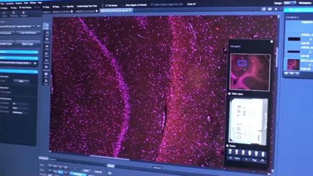 Institut Pasteur-Cellules souches - Fabrice Chretien