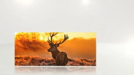 Extreme Antler - Xtreme Antler