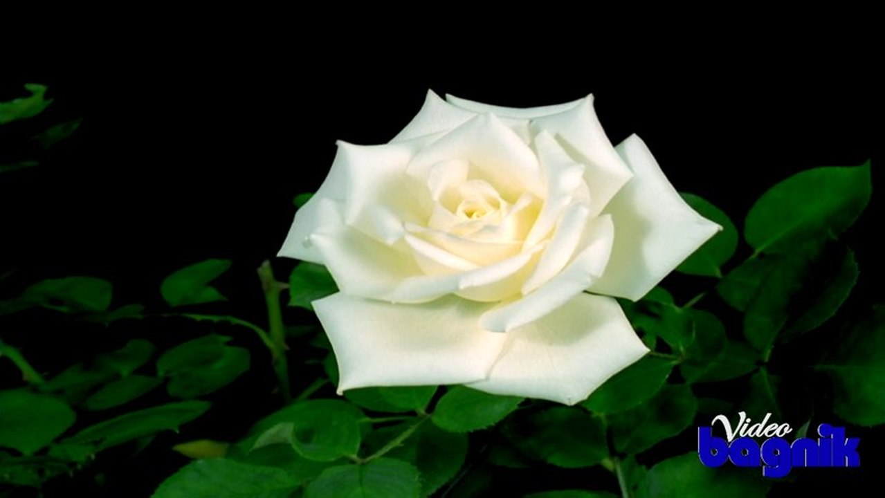 Flowers,Time Lapse