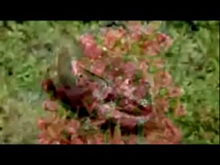 Donmuş Kurbağa Allah(c.c)'ın izniyle Hayat Buluyor