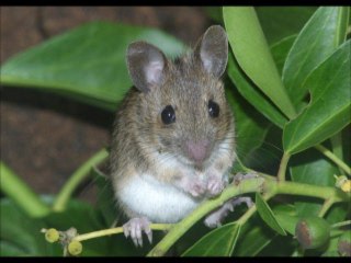 ΑΠΟΛΥΜΑΝΣΕΙΣ Αθήνα 210.57.66.527 Apolymanseis Athina ΑΠΕΝΤΟΜΩΣΕΙΣ Αθήνα Apentomoseis Athina