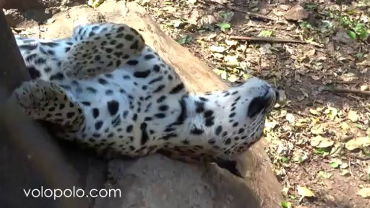 Baby Leopard