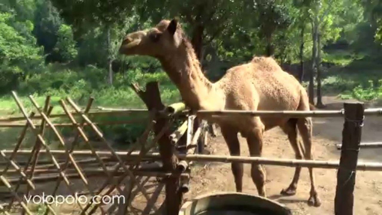 Camel