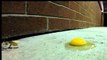 Egg Freezes in 18-Minute Timelapse