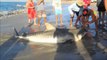 Fishermen snag shark on Australian beach