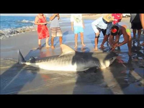 Fishermen snag shark on Australian beach