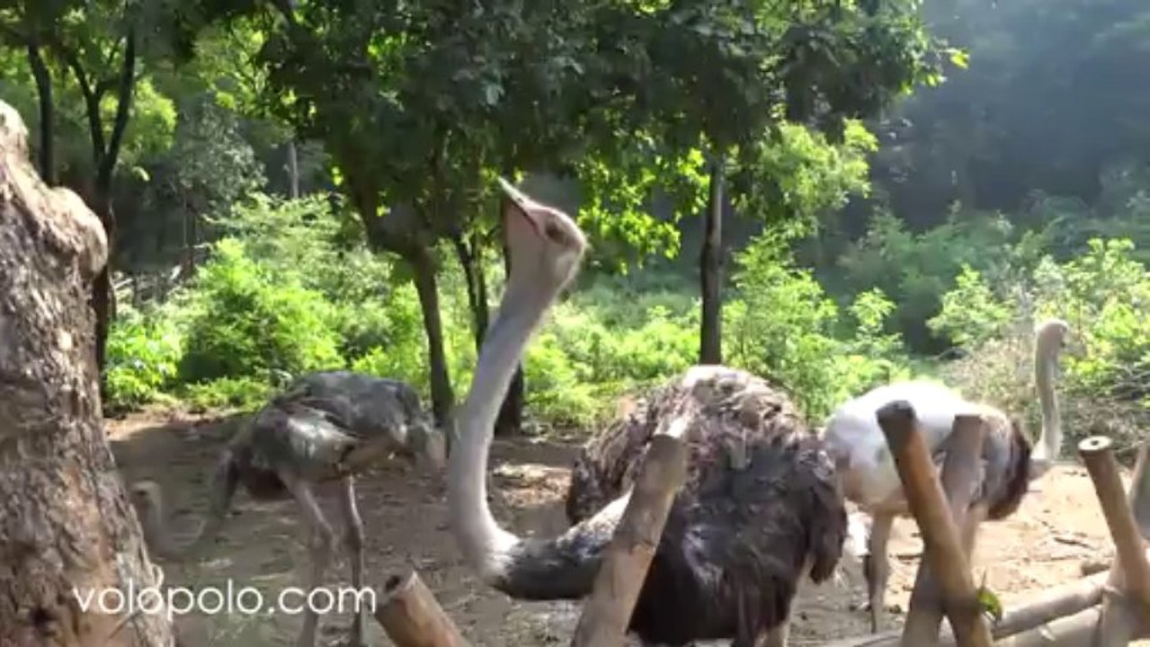 Ostrich