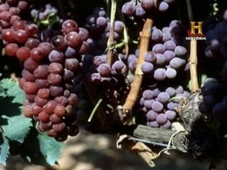 Vinho do Porto - Canal Historia