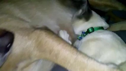 Cutest animal video evar