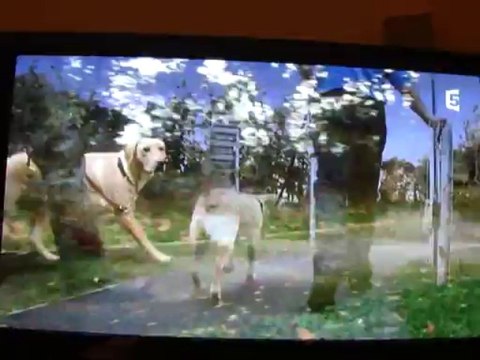 LA VIE SECRETE DES CHIENS 2éme partie