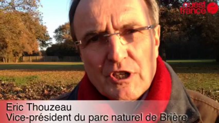 Du roseau dans la chaudière