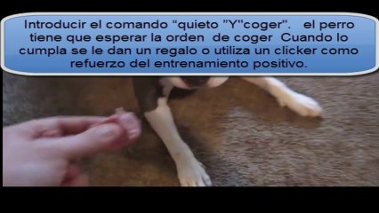 Aprende  Cómo Educar A Un Pitbull