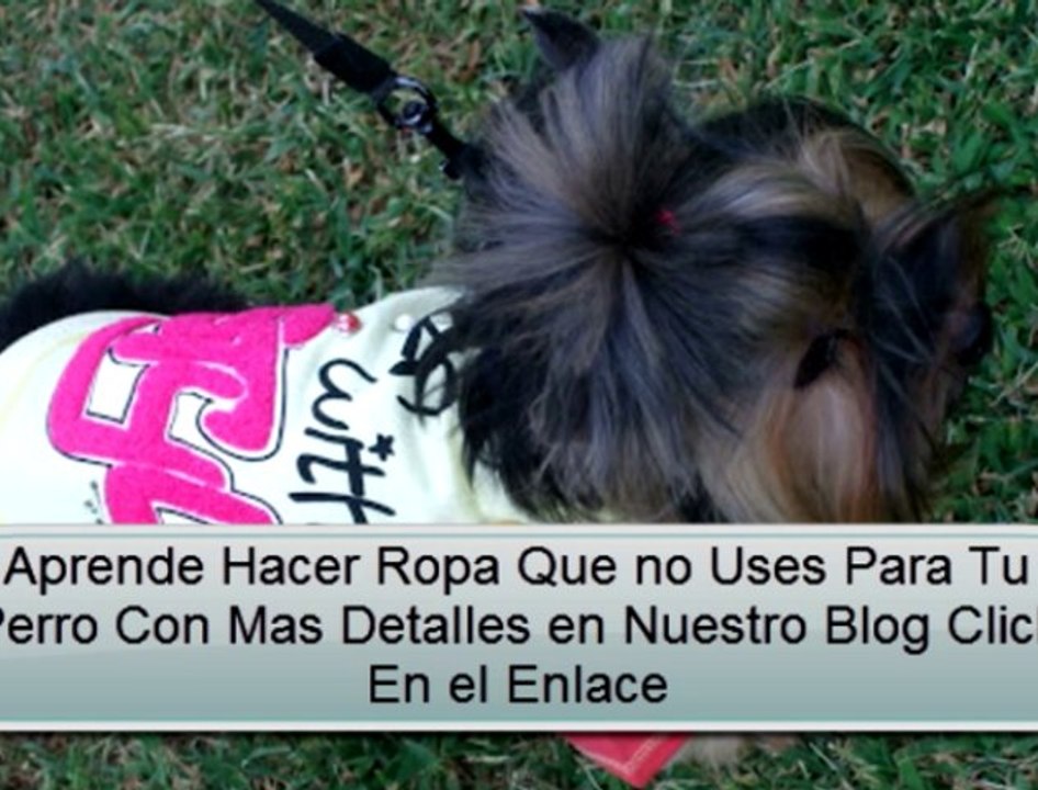 Aprende Hacer Ropa Para Perros Pequeños