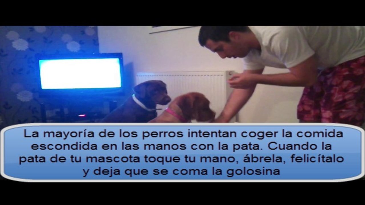 Mira Como Enseñar A Un Perro A Dar La Pata