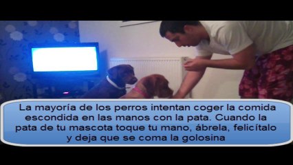 Mira Como Enseñar A Un Perro A Dar La Pata