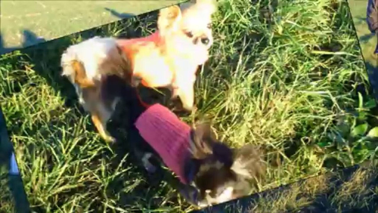 heaven et CIE promenade dans les champs