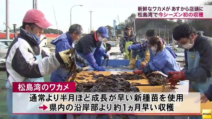 20131209松島湾で今シーズン初のワカメの収穫開始 県内で最も早く(宮城)