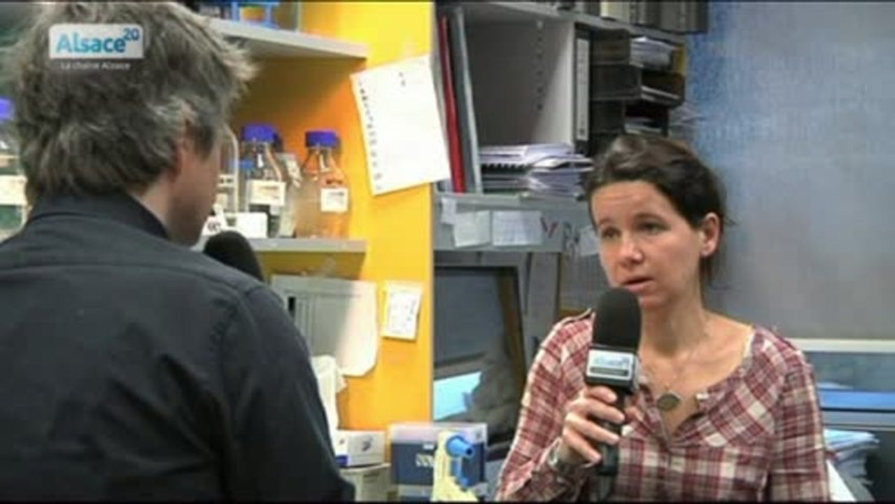 La recherche génétique pour le Téléthon avec l'IGBMC