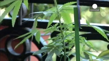 Uruguay: legalizzazione marijuana, parlamento verso uno storico sì