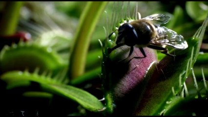 The coolest nature video ever!