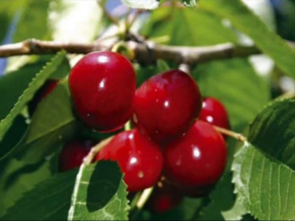 BEE GEES "Cherry Red" (Sub.Portugues) ¸.•*¨*• ♪♫
