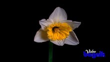 Flowers,Time Lapse