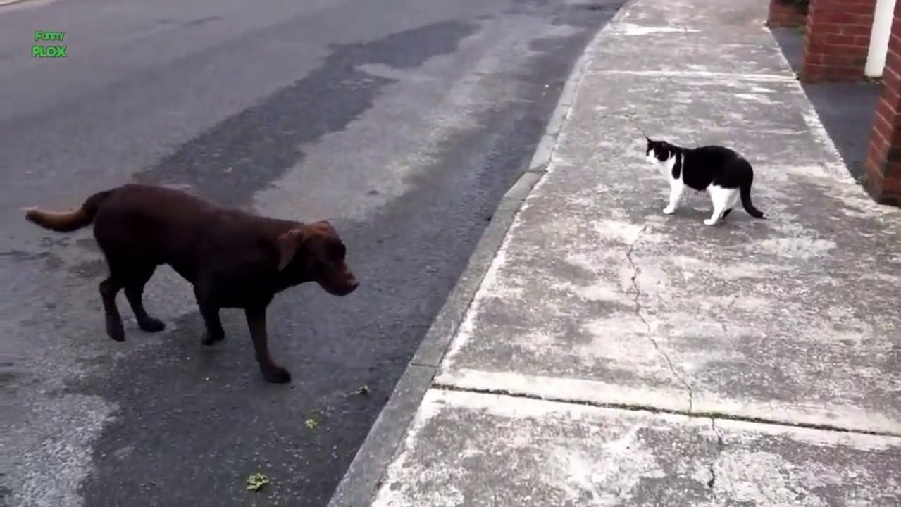 Cute Dogs Scared of Cats- Funny animal Compilat...