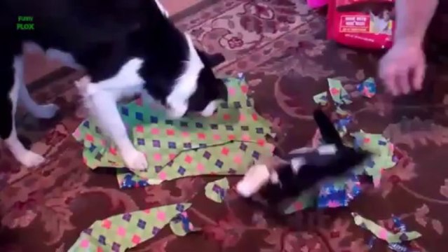 Des chiens qui ouvrent des cadeaux de NOEL - Compilation d'animaux mignons 2013