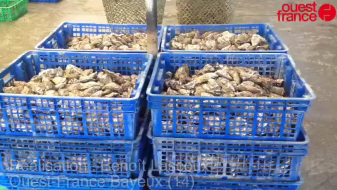 Les huîtres sous haute surveillance à Géfosse-Fontenay