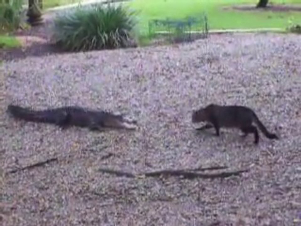 Alligator Vs. Chat - Il a pas peur le minou!!!!