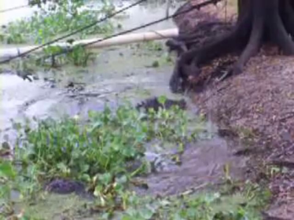 Chat vs alligator
