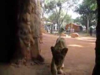 Playing With a Baby Lioness