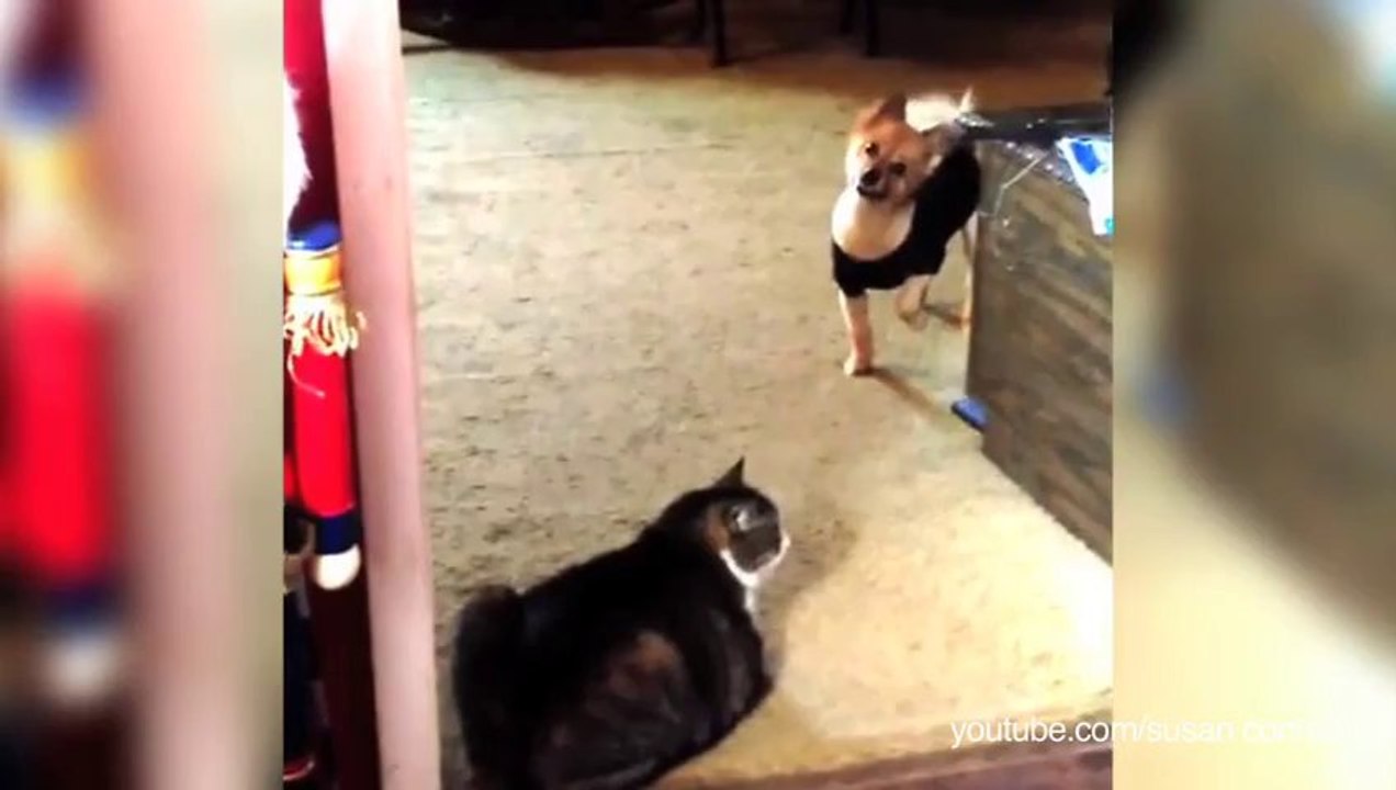 Chiens qui ont peur des chats