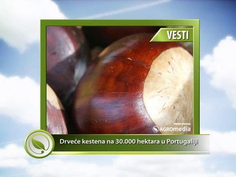 Drvece kestena na 30,000.00 ha u Portugaliji, Svet poljoprivrede