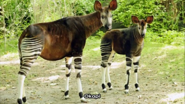 Top 100 des animaux les plus étranges (les Pokémon sont parmis nous)