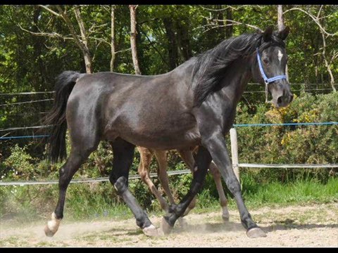 CHAHINA AL ORROUY, pouliche arabe noire 2012, pure égyptienne, par BS ECHNATON