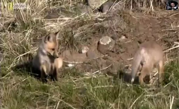 Долина волков.