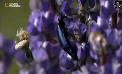 Долина гризли.