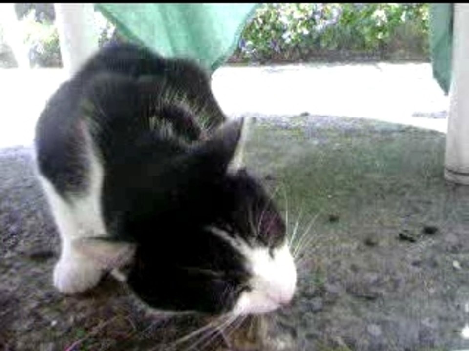 murder cat
