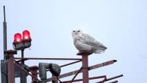 Winter: From Highway Pileups To Shooting Snowy Owls At Airports