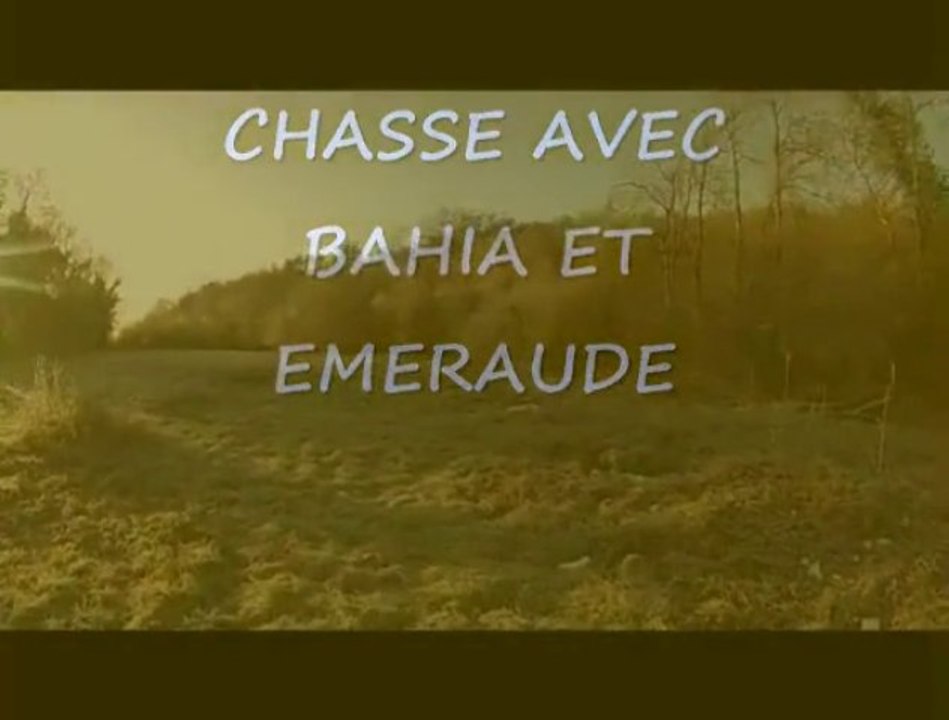 CHASSE AUX FAISANS EMERAUDE ET BAHIA